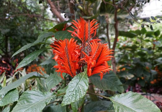 Bright red upright flowers of Scarlet Aphelandra, originally from Venezuela