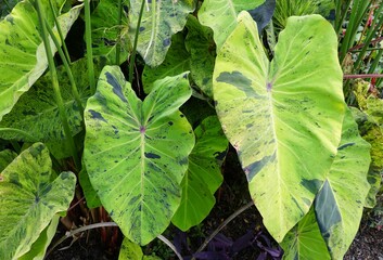 Beautiful green and black color of Elephant's Ear Colocasia 'Mojito'