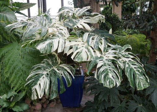A beautiful and fully grown Monstera Albo Borsigiana with highly variegated leaves