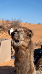 Close up of a dromedary camel (Camelus dromedarius) with a funny expression in the Sahara Desert, outside of Douz, Tunisia