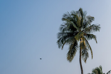 coconut trees palms against the blue sky of India