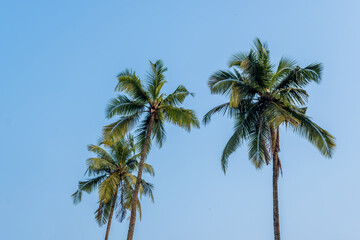 coconut trees palms against the blue sky of India
