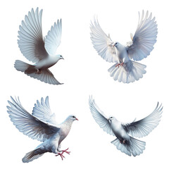 A set of male and female White Doves flying on a transparent background