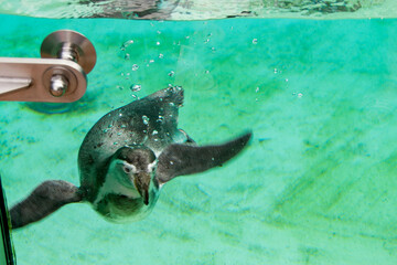 Beautiful swimming seal at underwater in the zoo.
