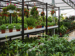 Bright and airy rooftop plant nursery, with well organized potted plants. Potted herbs, hanging flower pots and indoor trees.