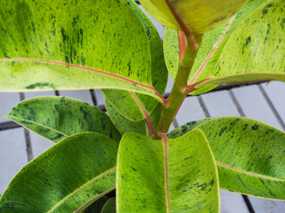 Close up of fiscus leaves. Bright green tones, leafy background texture, background of leaves, space for text, creative elements.