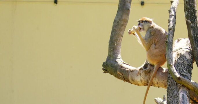 Patas Monkey eating fruit on a tree
