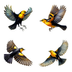 A set of Yellow-headed Blackbirds flying on a transparent background