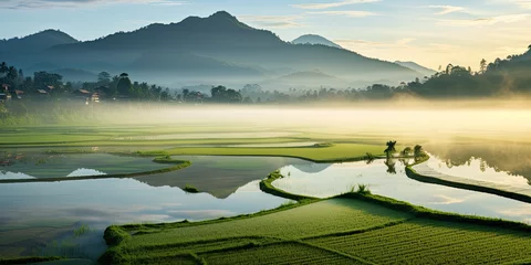 Fototapete Mu Cang Chai Rural paddy field in Sabah Malaysia at morning