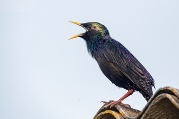 The bird is an ordinary starling sitting on the roof