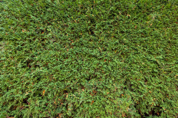 garden green wall textured background