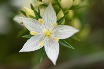 シロバナムラサキセンブリ,シロバナ,ムラサキセンブリ,
