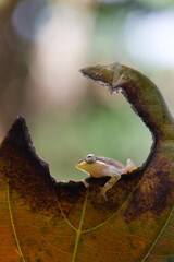 Golden glass frog on leaf with nature background, Philautus vittiger frog