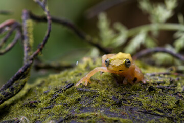 Golden glass frog  with nature background, Philautus vittiger frog