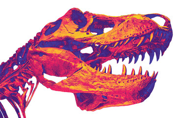 T-Rex head fossil in neon color