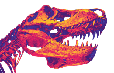 T-Rex head fossil in neon color