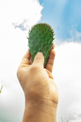 cactus in the hands of the child