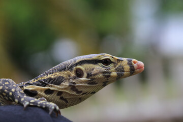 Varanus salvator or water monitor wild life on nature background