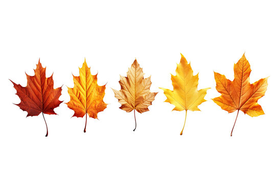 autumn leaves on an isolated transparent background