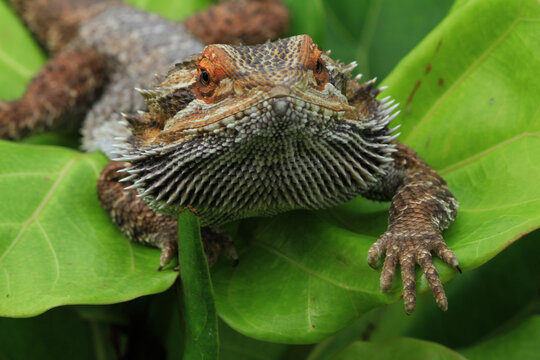 Portrait of a Bearded Dragon Lizard 
Bearded dragon close up.