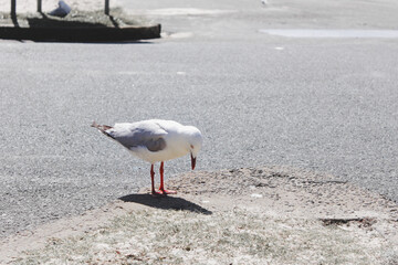 seagull on the beach