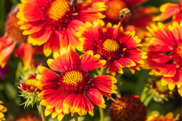 Gaillardia aristata red yellow flower in bloom, common blanketflower flowering plant, group of petal bright colorful flowers