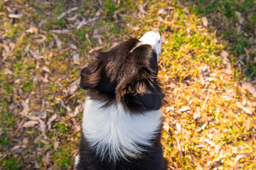 Obraz premium Portrait of a beautiful male Border Collie puppy in the dog park on the green grass.