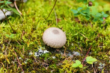 苔の上で美味しそうに育ったキノコ