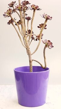 Aeonium black rose succulent plant in a ceramic pot