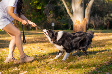 Portrait of a beautiful male Border Collie puppy pulling a leash in the dog park.