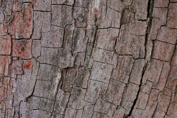 Background image: cracked tree bark pattern