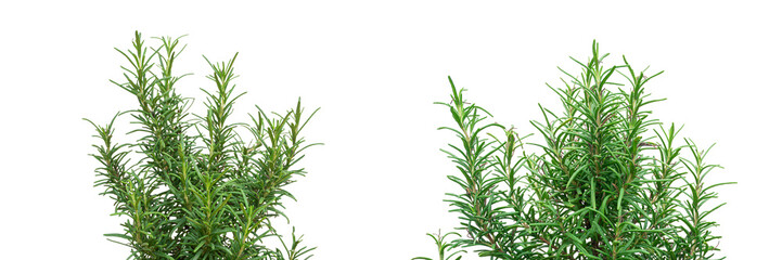 Green rosemary plant isolated on white background. Clipping Path	