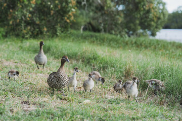 family of geese in grass