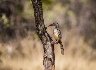 Southern red-billed hornbill perched on a tree with bright background. 