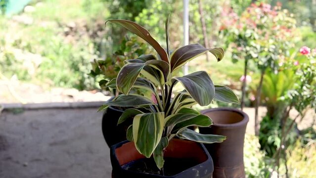 Beautiful ornamental dracaena plant closeup