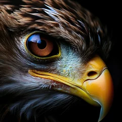 Foto op Canvas Potrait closeup of Eagle eyes on black background  © Adi