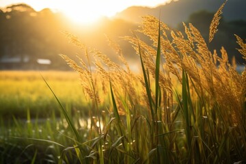 Fototapeta premium Golden sunlight filtering through rice stalks in a serene paddy field