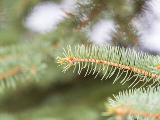 Branches of blue spruce with needles in the sunset light. The blue spruce, Colorado spruce, or Colorado blue spruce, with the Latin name Picea pungens.