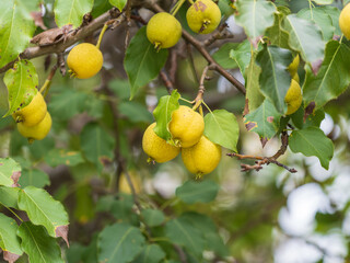 Ripe pears are hanging on the branch