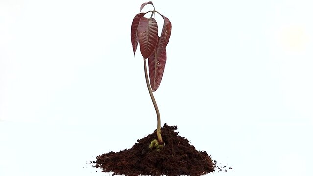 Mango seedling with fresh leaves