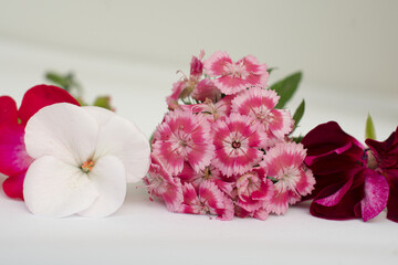 bouquet, pink colorful flowers, of light blush peony on white background