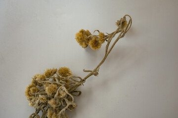 flowers on a dry branch