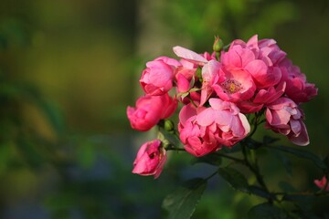 Nice and colorful roses in a park