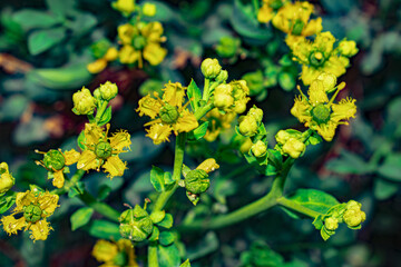 yellow flowers on a branch