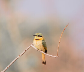 Little bee-eater perching in a twig while catching bees.