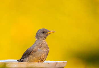 Olive Thrush bathing on a garden during sunset.