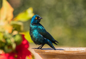 Cape Glossy Starling bathing with a colourful background.