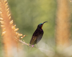 Male Amethyst Sunbird feeding on nectar from aloe flower.