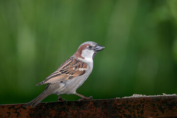 Cock sparrow perched on a rusted iron bar