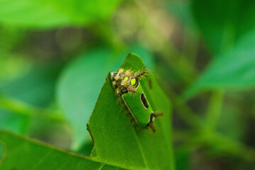 Colorful caterpillar eating a leaf in the forest
